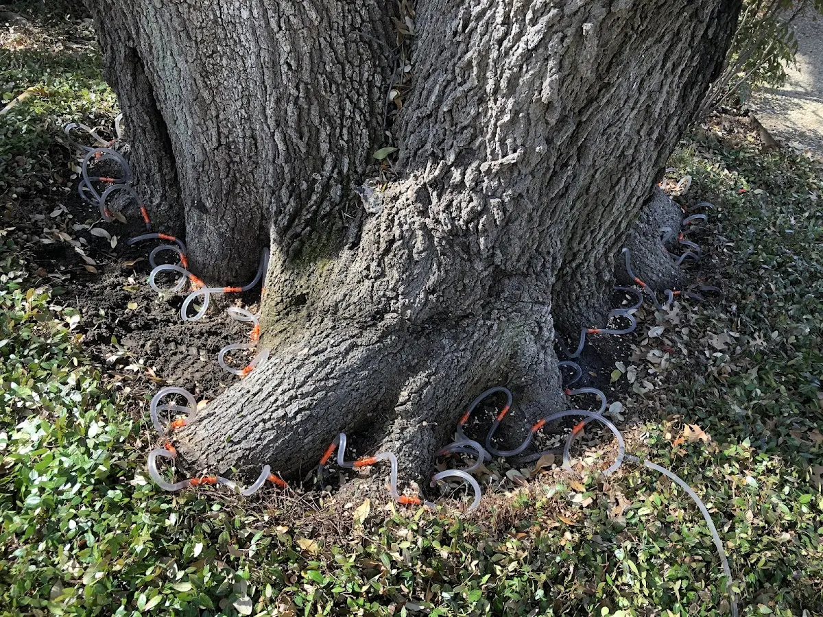 Detailed Tree Cabling and Bracing job site in Wilcox