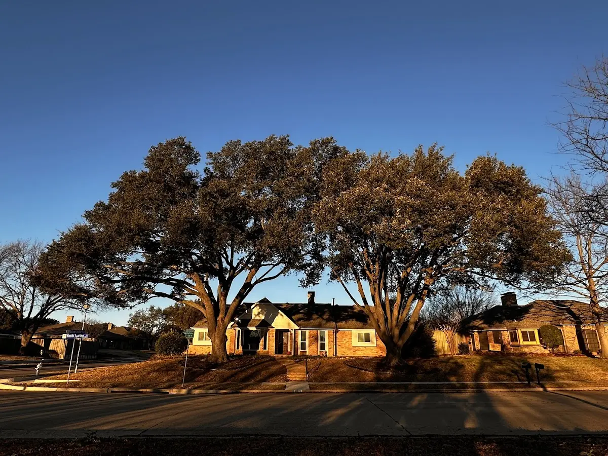 Established residential canopy tree shading a home in Wilcox